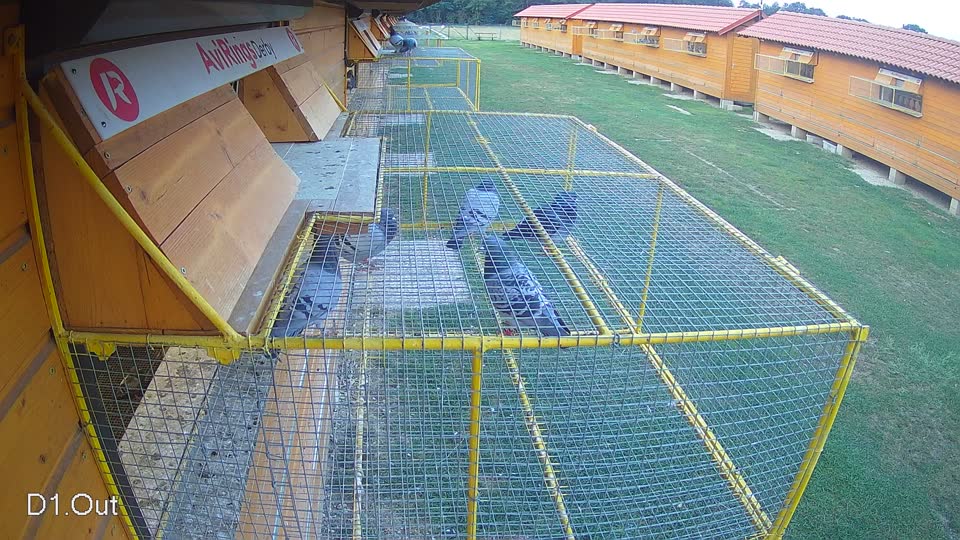 Pigeon Arrival Image For Race Race 4