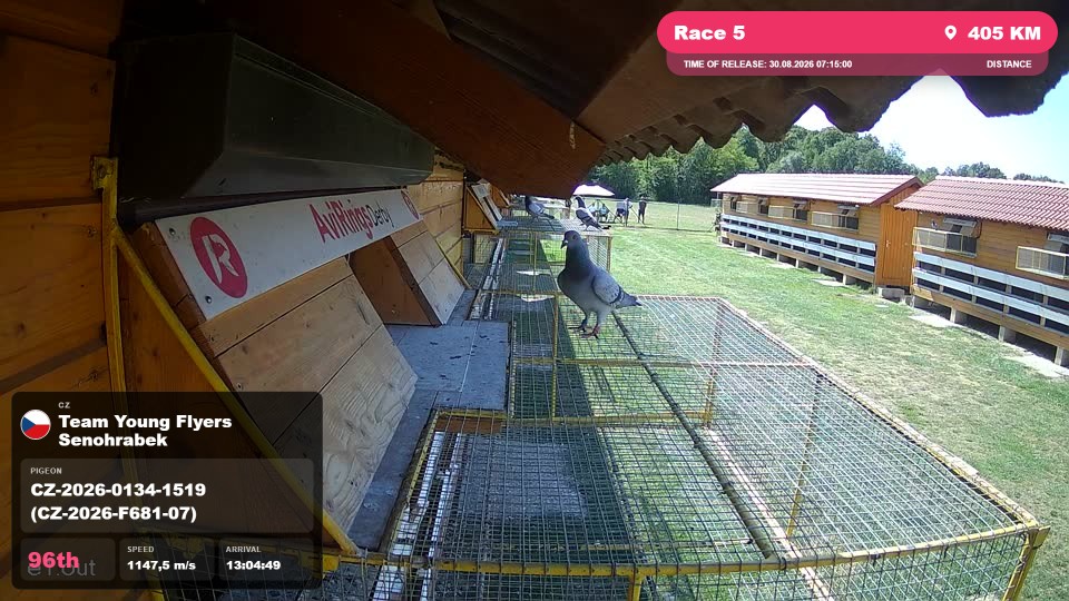 Pigeon Arrival Image For Race Race 5