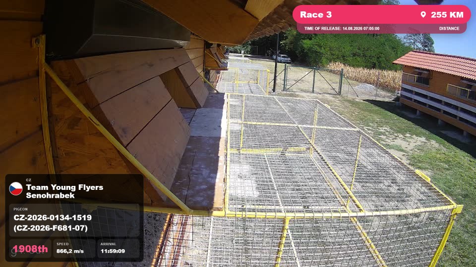 Pigeon Arrival Image For Race Race 3
