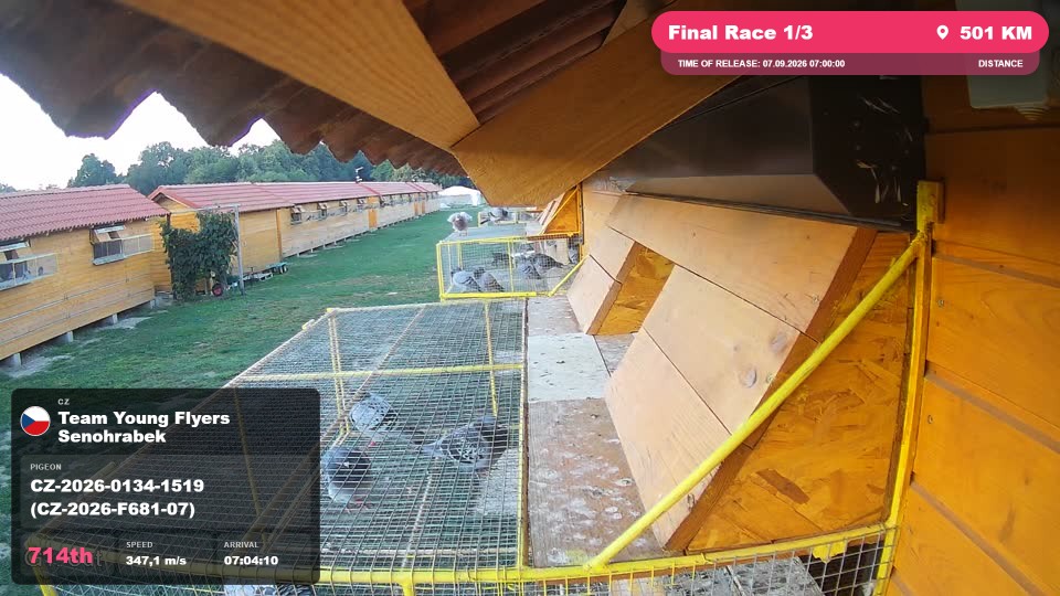 Pigeon Arrival Image For Race Final Race 1/3