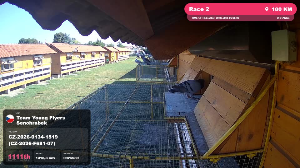 Pigeon Arrival Image For Race Race 2