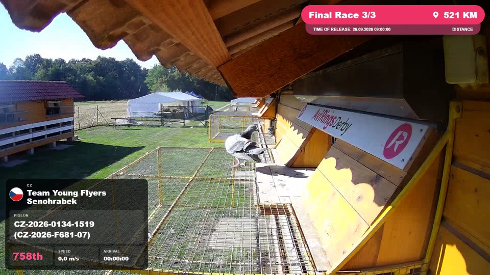 Pigeon Arrival Image For Race Final Race 3/3