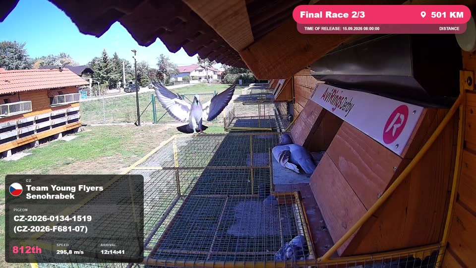 Pigeon Arrival Image For Race Final Race 2/3