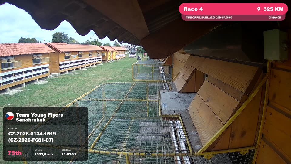 Pigeon Arrival Image For Race Race 4