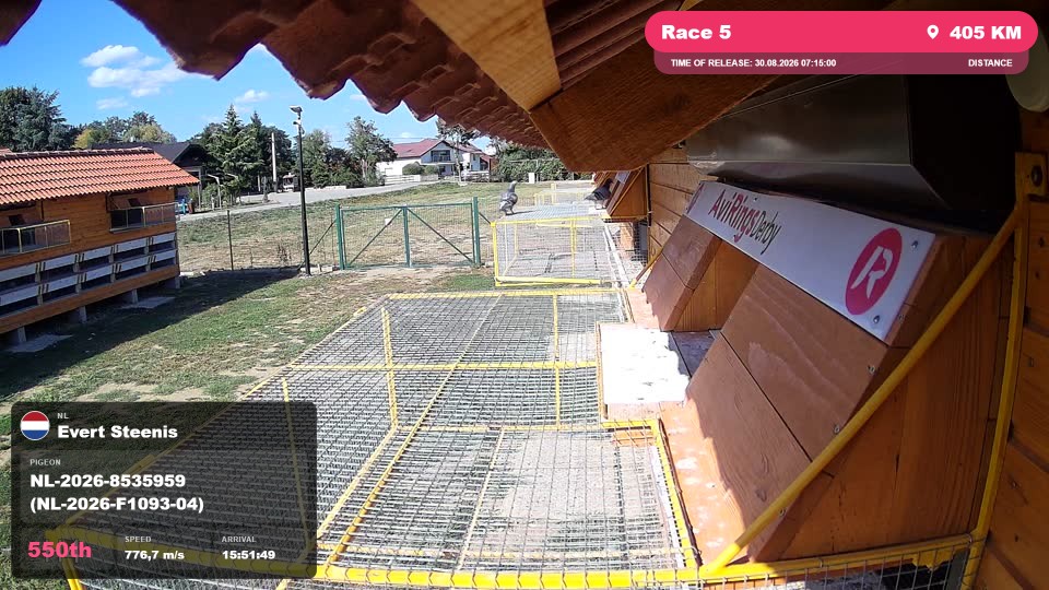 Pigeon Arrival Image For Race Race 5
