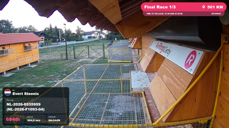 Pigeon Arrival Image For Race Final Race 1/3