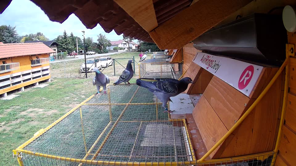 Pigeon Arrival Image For Race Race 4