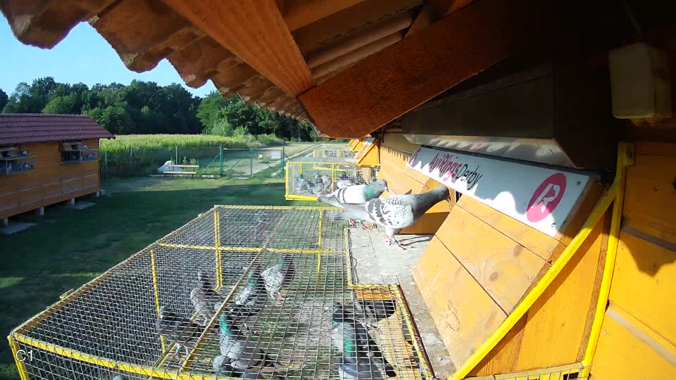 Pigeon Arrival Image For Race Race 1