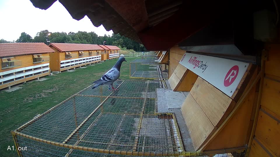Pigeon Arrival Image For Race Race 5