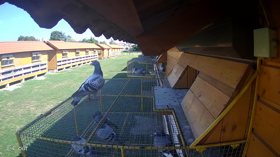 Pigeon Arrival Image For Race Final Race 1/3