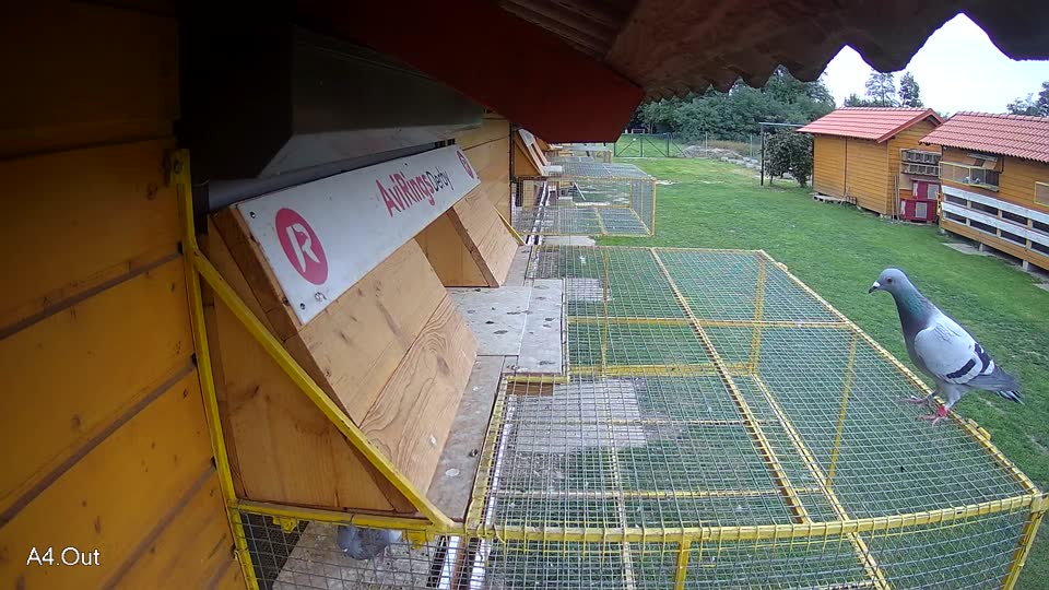 Pigeon Arrival Image For Race Final race 3