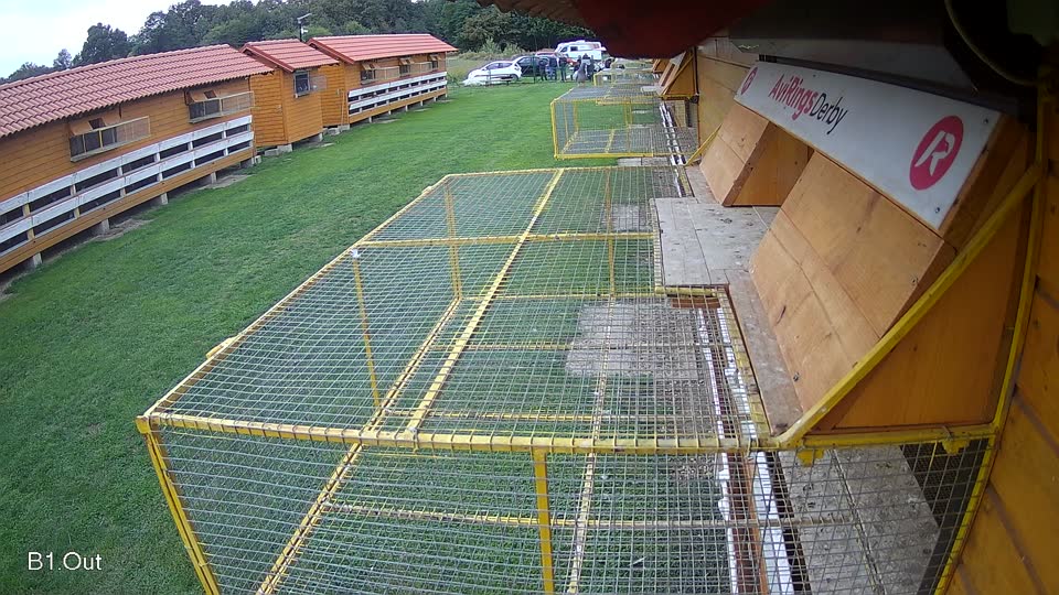Pigeon Arrival Image For Race Final race 2