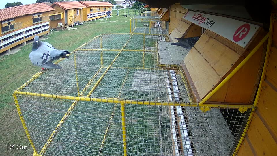 Pigeon Arrival Image For Race Race 3