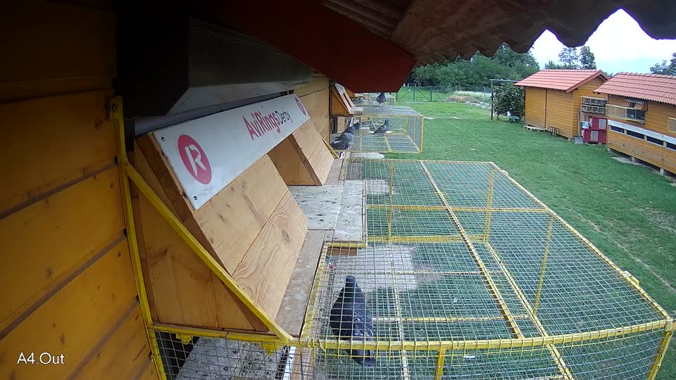 Pigeon Arrival Image For Race Final race 1