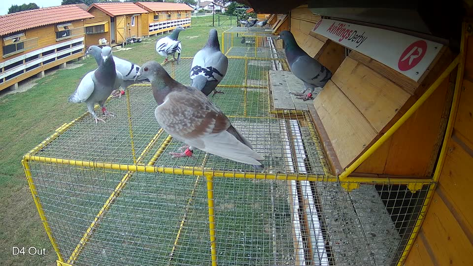 Pigeon Arrival Image For Race Race 3