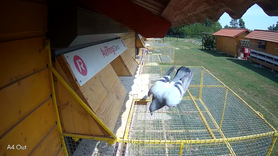 Pigeon Arrival Image For Race Race 4