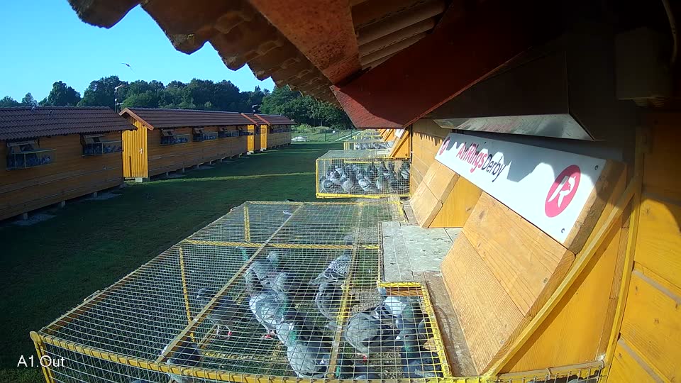 Pigeon Arrival Image For Race Race 3