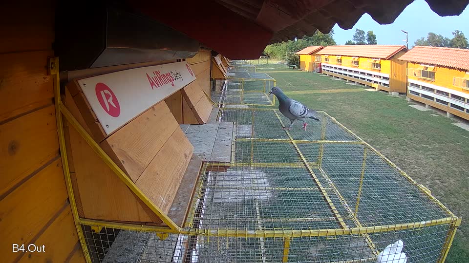 Pigeon Arrival Image For Race Race 4