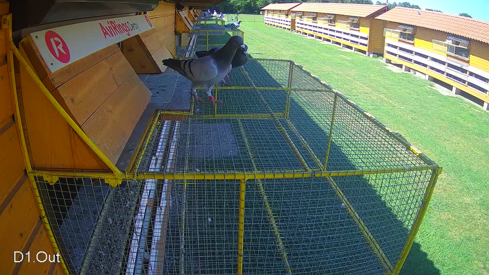 Pigeon Arrival Image For Race Race 2