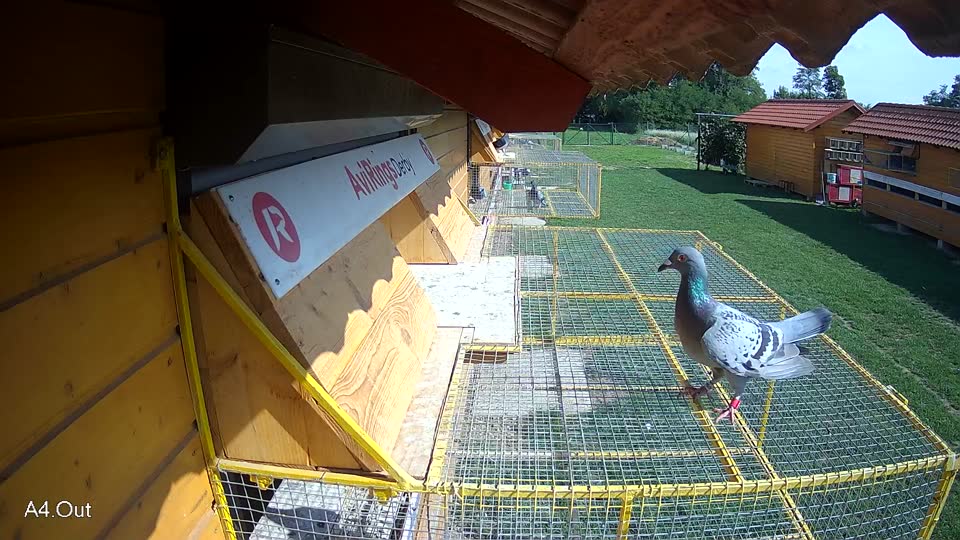 Pigeon Arrival Image For Race Final race 1