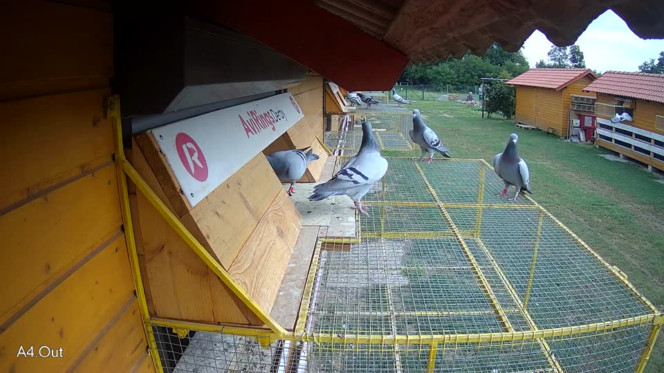 Pigeon Arrival Image For Race Race 3