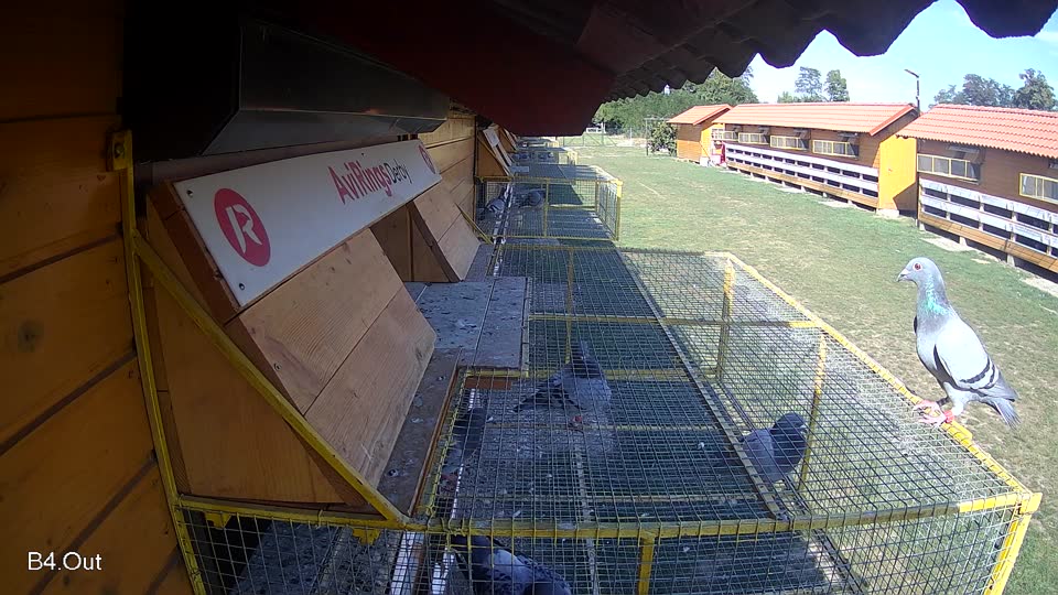 Pigeon Arrival Image For Race Race 5