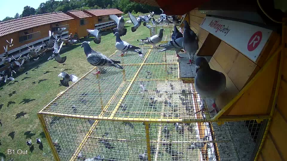 Pigeon Arrival Image For Race Race 3