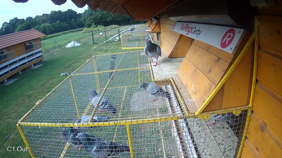 Pigeon Arrival Image For Race Race 4