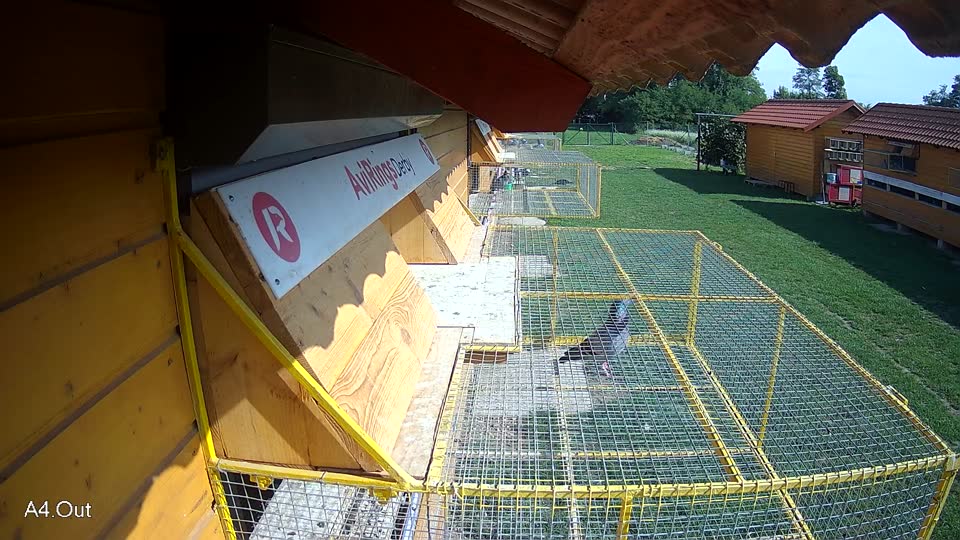 Pigeon Arrival Image For Race Final race 1
