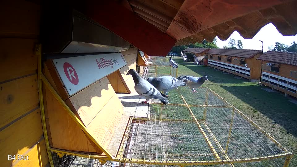 Pigeon Arrival Image For Race Race 1