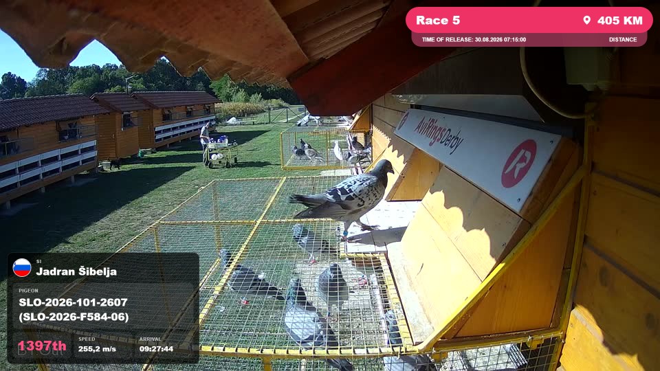 Pigeon Arrival Image For Race Race 5