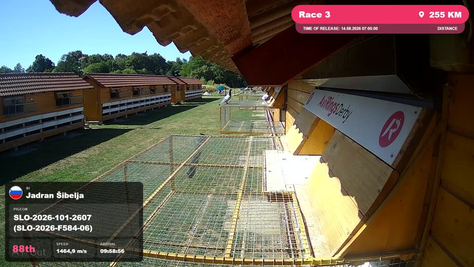 Pigeon Arrival Image For Race Race 3