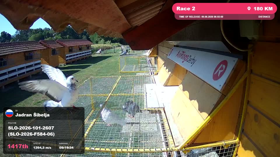 Pigeon Arrival Image For Race Race 2