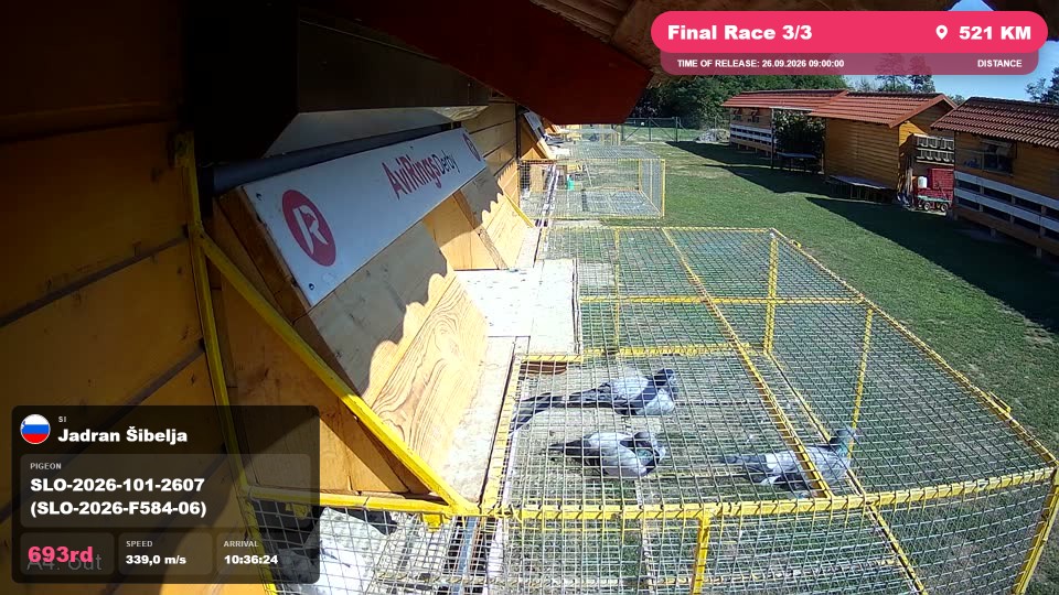 Pigeon Arrival Image For Race Final Race 3/3