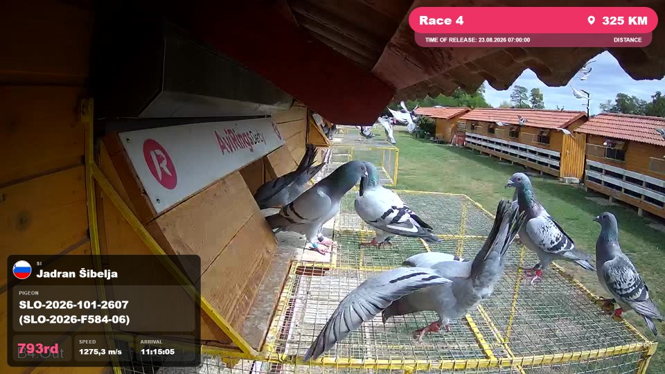 Pigeon Arrival Image For Race Race 4