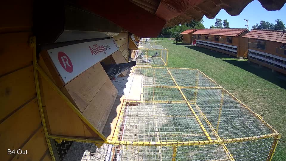 Pigeon Arrival Image For Race Race 2