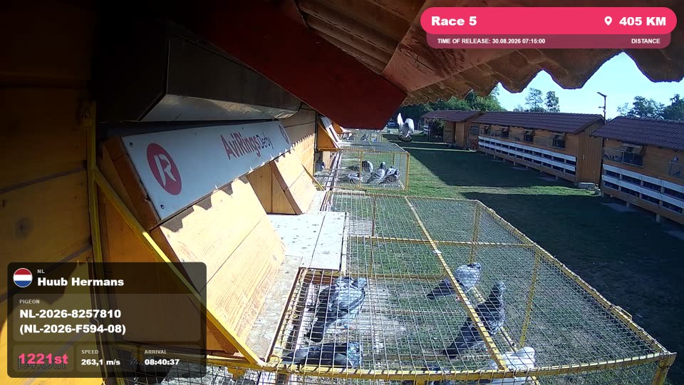 Pigeon Arrival Image For Race Race 5