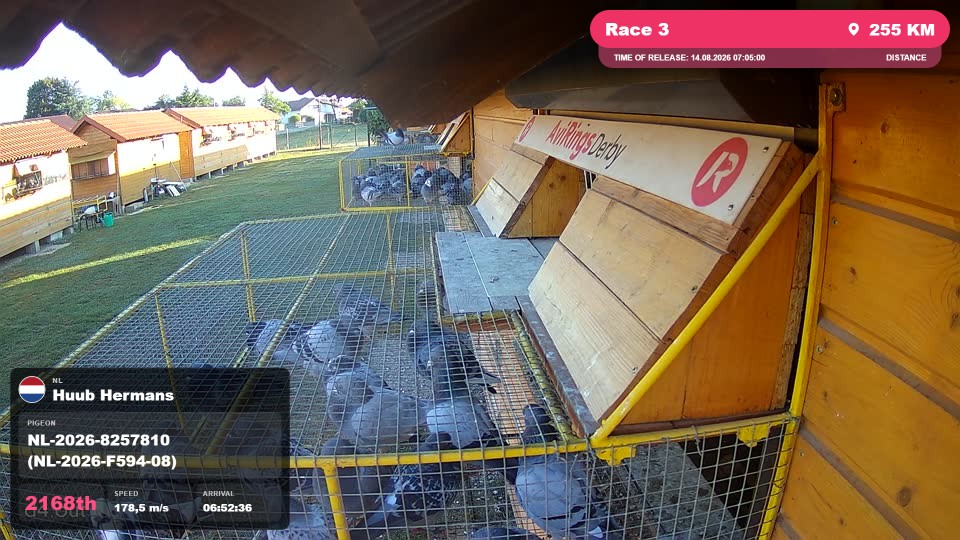 Pigeon Arrival Image For Race Race 3