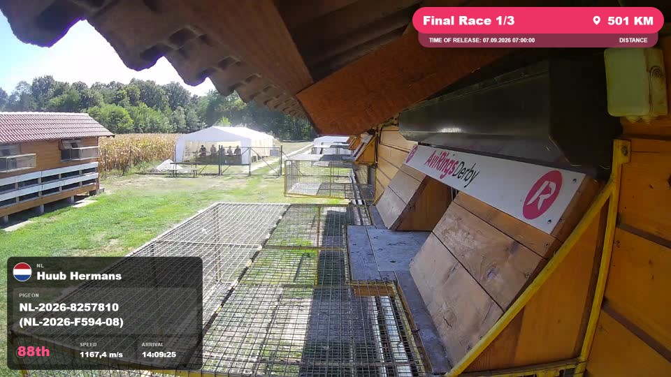 Pigeon Arrival Image For Race Final Race 1/3