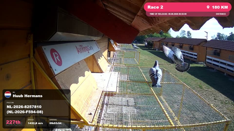 Pigeon Arrival Image For Race Race 2
