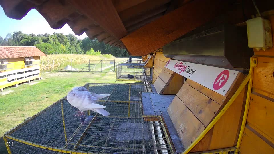 Pigeon Arrival Image For Race Race 3