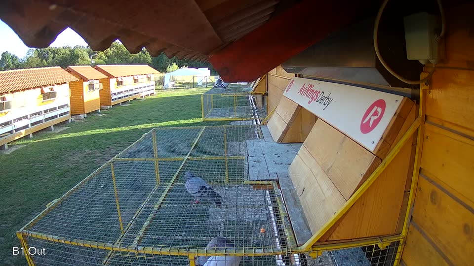 Pigeon Arrival Image For Race Final Race 1/3
