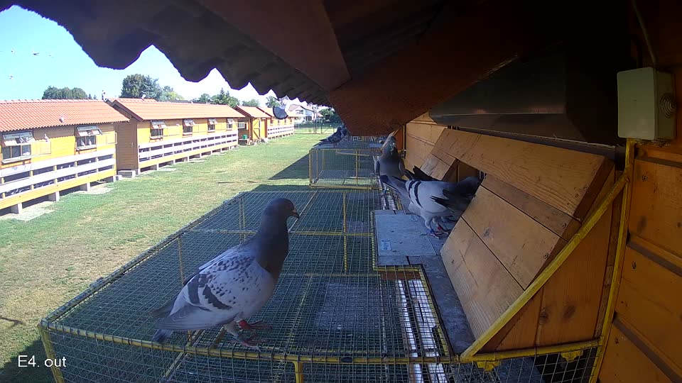Pigeon Arrival Image For Race Race 2