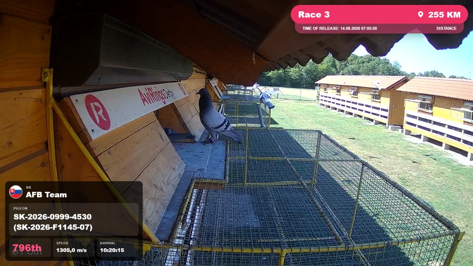 Pigeon Arrival Image For Race Race 3