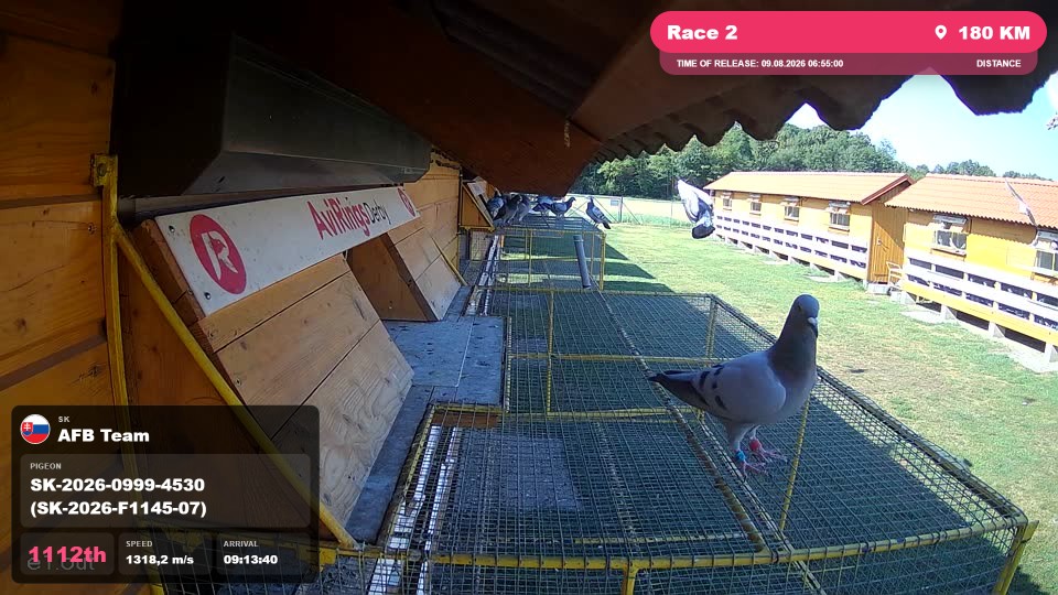 Pigeon Arrival Image For Race Race 2