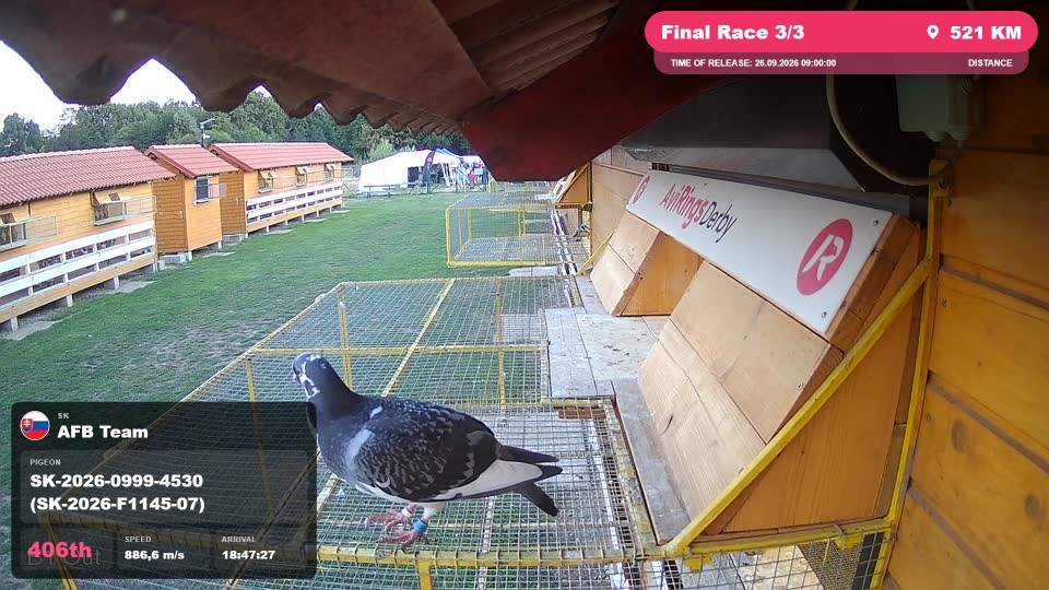Pigeon Arrival Image For Race Final Race 3/3