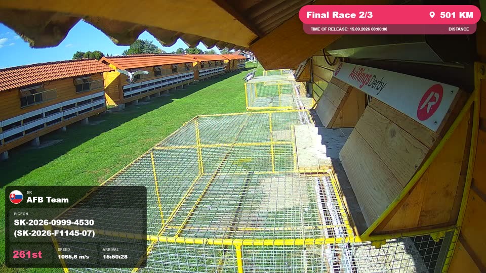 Pigeon Arrival Image For Race Final Race 2/3