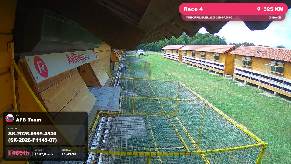 Pigeon Arrival Image For Race Race 4