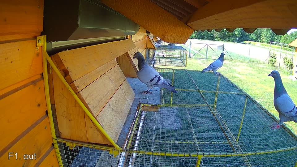 Pigeon Arrival Image For Race Race 2