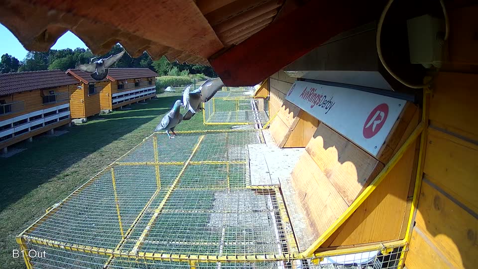 Pigeon Arrival Image For Race Race 1